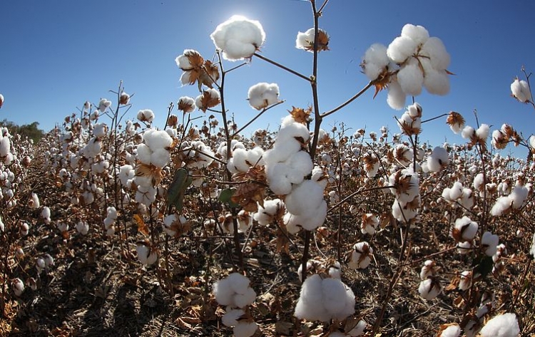 Ciência avança na descoberta de algodão resistente a seca
