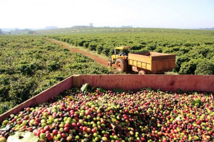 Margem do cafeicultor brasileiro fica negativa em R$ 30 por saca e custos na safra 2019/20 devem ter salto próximo de 5%