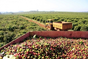 Margem do cafeicultor brasileiro fica negativa em R$ 30 por saca e custos na safra 2019/20 devem ter salto próximo de 5%