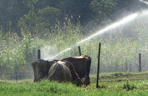 Irrigação: Projeto correto garante eficiência