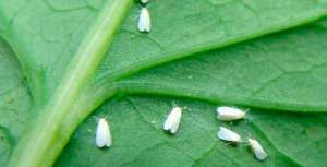 Produtores ainda não conseguem romper o ciclo de vida das moscas-brancas e altas infestações ameaçam a soja