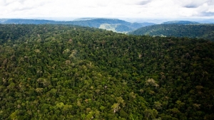 Explorações de madeira na Amazônia foram fraudadas, diz USP