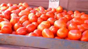 Transporte de tomate, como manter a qualidade?