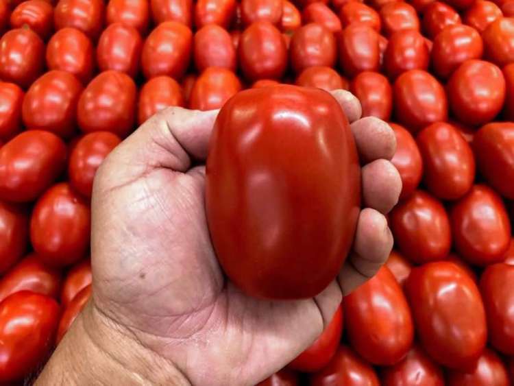 Classifcadoras facilitam a separação dos tomates &quot;ruins&quot;