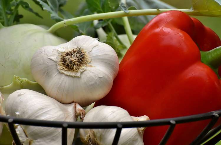 Ministério amplia prazo para adequação à rastreabilidade vegetal