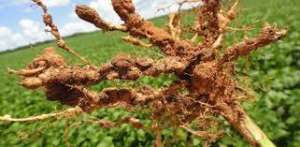 Controle para doenças de solo e nematoides chega ao mercado