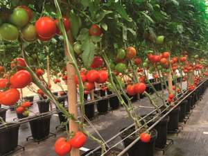 A maioria das cultivares/híbridos de tomateiro são adequadas para o cultivo em casa de vegetação, sendo interessante adequar o ambiente protegido para que não haja hiperaquecimento e que a estrutura esteja adequada para o cultivo do tomateiro.
