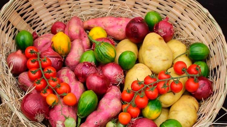 Ital oferece bolsa de pós-doutorado em Processos Térmicos de Alimentos