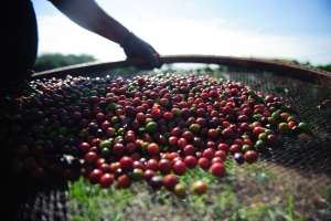 Produção de cafés especiais quase dobra em três anos no Brasil