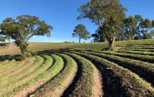 Dia Mundial do Solo, comemorado em 5 de dezembro, ressalta a importância do manejo adequado desse recurso para a sustentabilidade do planeta