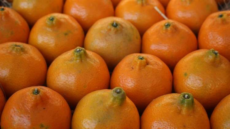 Fungicida auxilia controle de doença dos citros