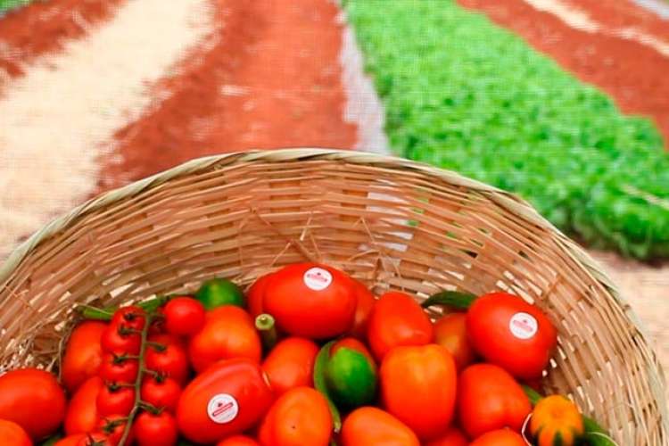 Plano ABC incentiva produção de alimentos com baixo carbono