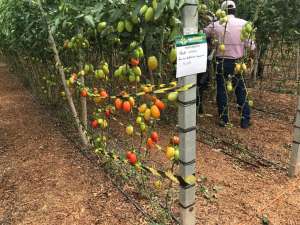 A AGRONATURAL, participa de Dia de Campo sobre Cultivo Sustentável de Tomate, em Itápolis-SP.