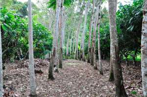 Plantio em sistemas agroflorestais viabiliza produção de cacau em diferentes biomas