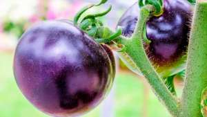 Desenvolvido tomate roxo rico em antocianinas