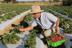 Rastreabilidade de vegetais começa a ser implementada