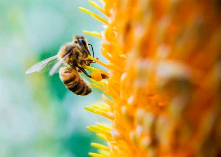 Desenvolvido primeiro fungicida aplicado por abelhas