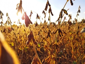 China planeja ampliar área para plantio de soja e outras oleaginosas