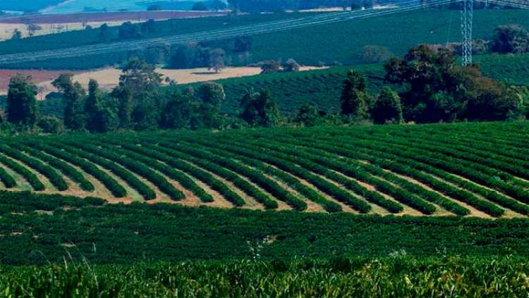 Agricultura sustentável: multinacionais com receita de U$$ 500 bilhões se unem para promover a biodiversidade