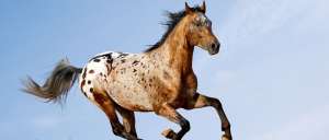 Raça de Cavalo: características dos equinos Appaloosa