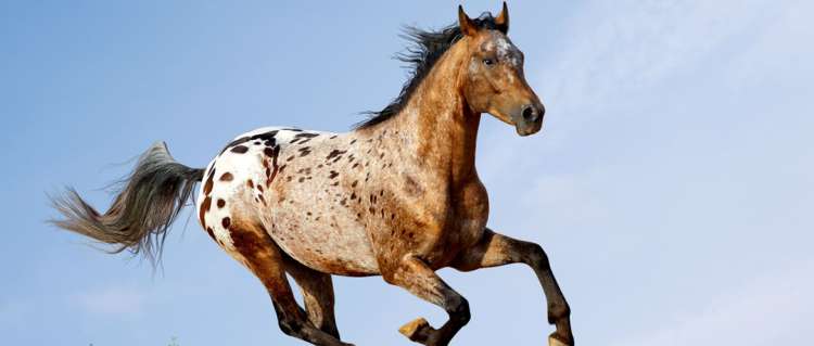 Conheça mais sobre a raça Appaloosa - Vet Smart