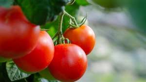 Mosca-branca prejudica a produção de tomate