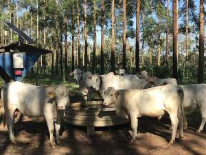 Com fórmula simples, produtor pode calcular consumo de água por animais