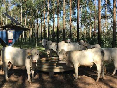 Com fórmula simples, produtor pode calcular consumo de água por animais