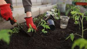 Adubação equilibrada gera tomate saudáveis