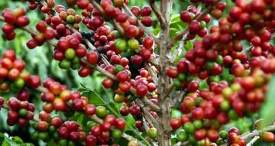 Cenário Macro pressiona a cotação do café