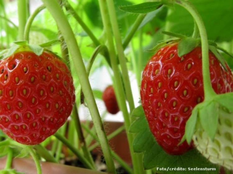 Ocorrencia de inseto praga exotica alerta produtores de morango no estado de minas gerais