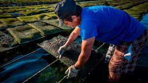A Aquicultura como alternativa na oferta de pescado