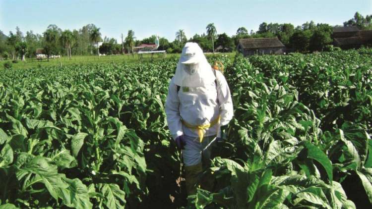 IAC-Quepia diminuiu reprovações de EPI agrícolas para menos de 20%