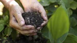 Registrado primeiro biofertilizante do Brasil