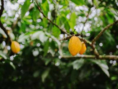 Recuperar força da produção de cacau no Brasil é desafio