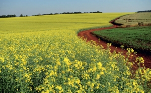 Agro dos EUA requer produtores com estudo universitário