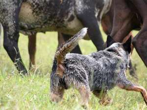 Cães de pastoreio: como eles podem ajudar no manejo do rebanho?