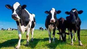 Resfriamento de vacas leiteiras amplia eficiência