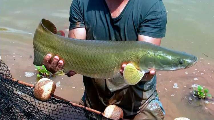 Peixe amazônico pode causar desequilíbrio ambiental em rio paulista