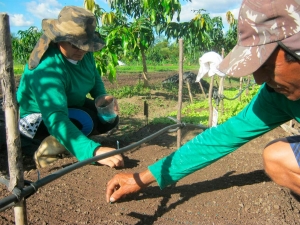 Agricultores semeando alface crespa.