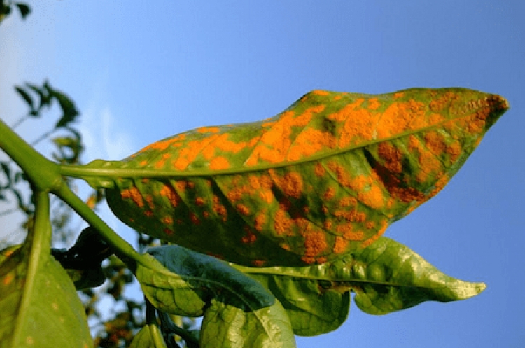 Planta sem raiz não se alimenta e desequilíbrio nutricional é porta aberta para proliferação da ferrugem e outras doenças