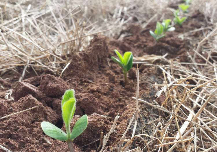 Hormônio vegetal acelera o crescimento das raízes