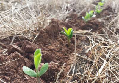 Hormônio vegetal acelera o crescimento das raízes