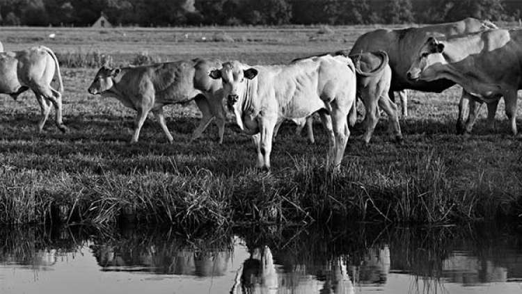 Justificativas para investir no agronegócio brasileiro