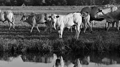 Justificativas para investir no agronegócio brasileiro