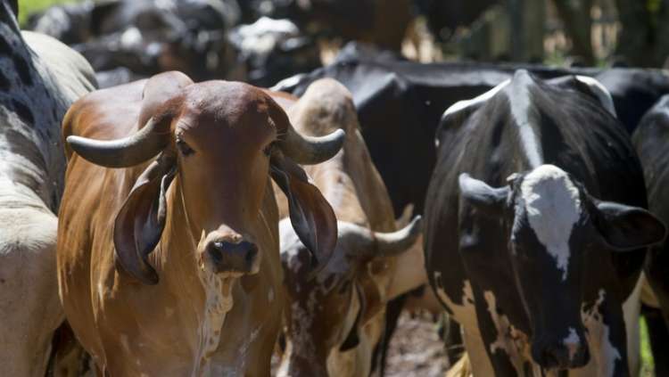 Valor Bruto da Produção Agropecuária deve crescer 1,4% em 2019