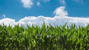 Fora tudo isso, ainda há a questão da capacidade de escoamento de milho na Ucrânia